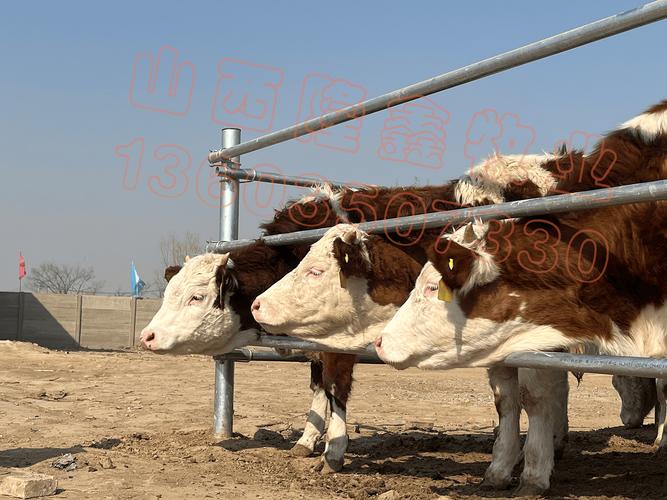 夏季肉牛饲料喂养技术要点有哪些？-图3