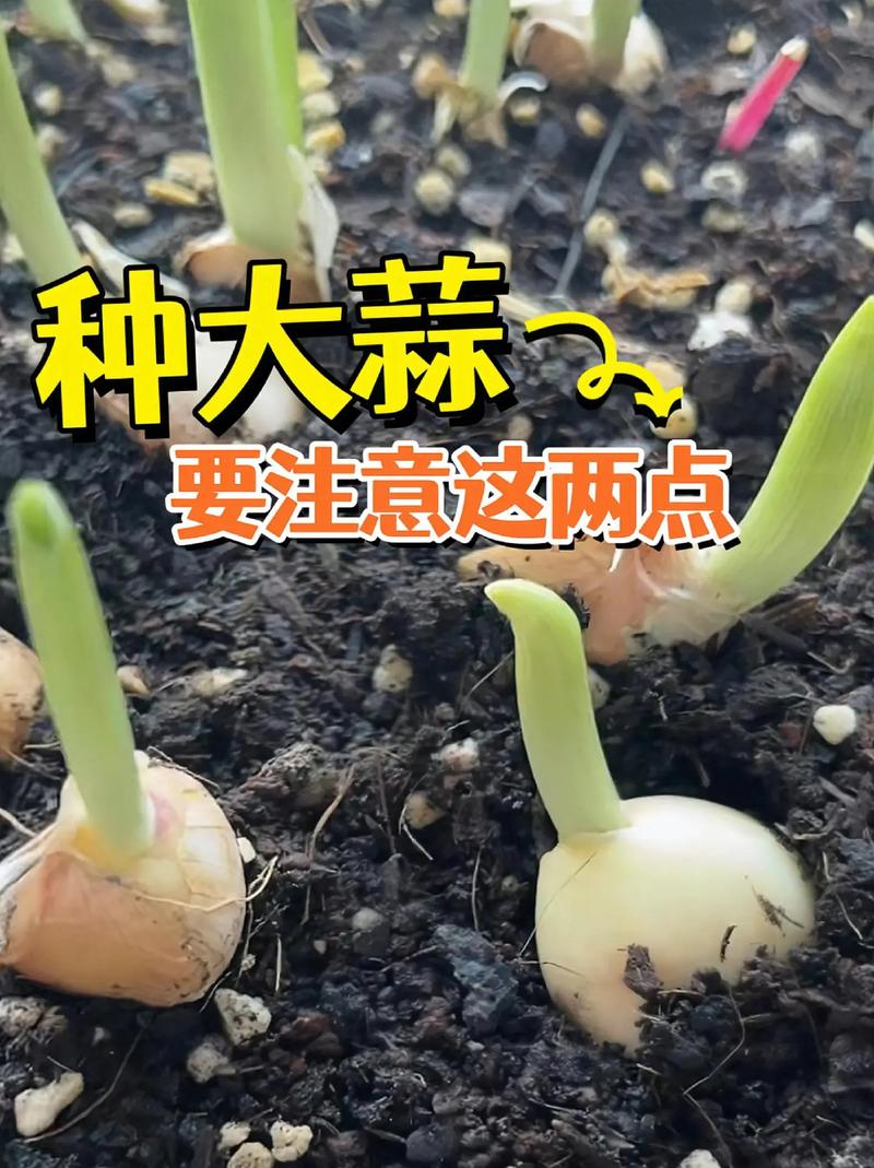 温室大蒜种植技术视频怎么学?-图1 温室大蒜种植技术视频怎么学?-图1