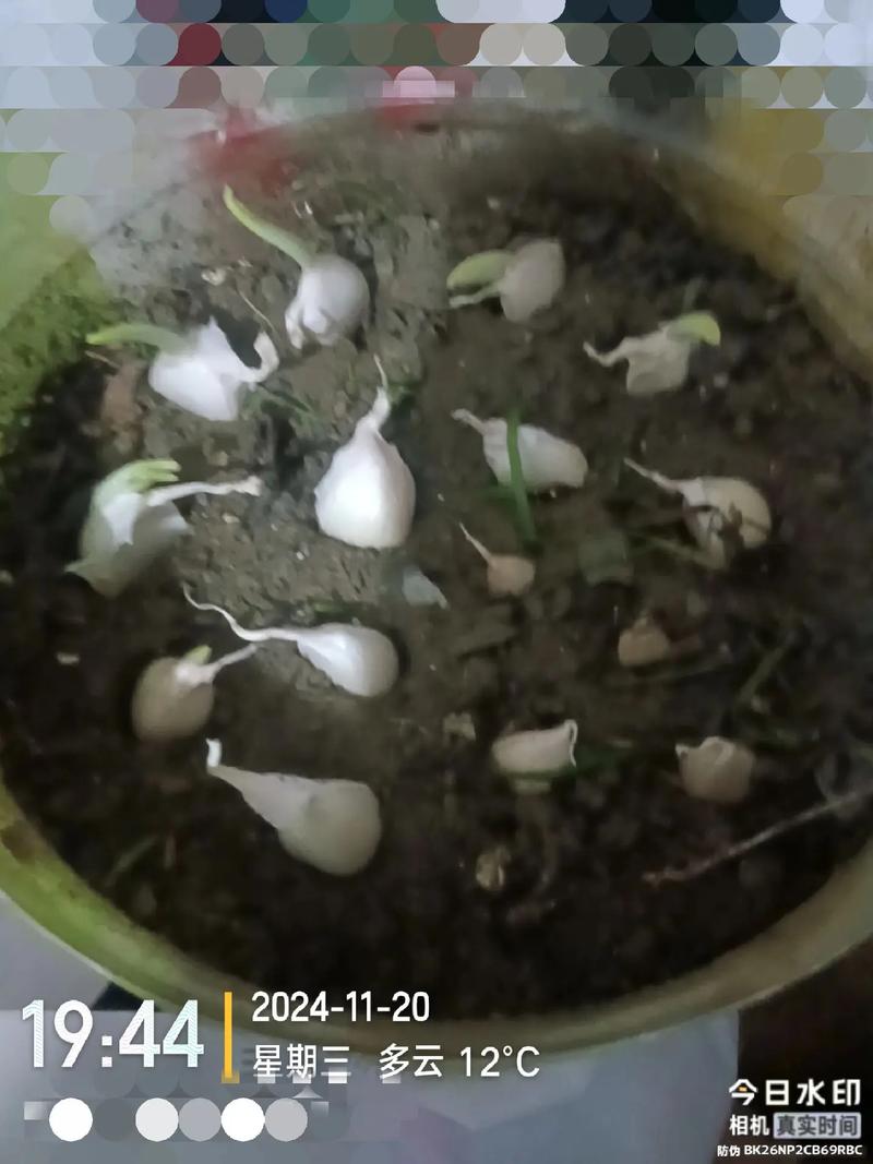 温室大蒜种植技术视频怎么学?-图2 温室大蒜种植技术视频怎么学?-图2