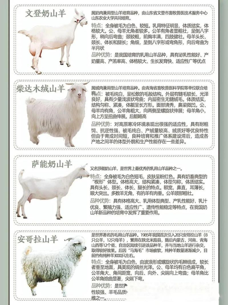 中国最好山羊品种有哪些？-图3
