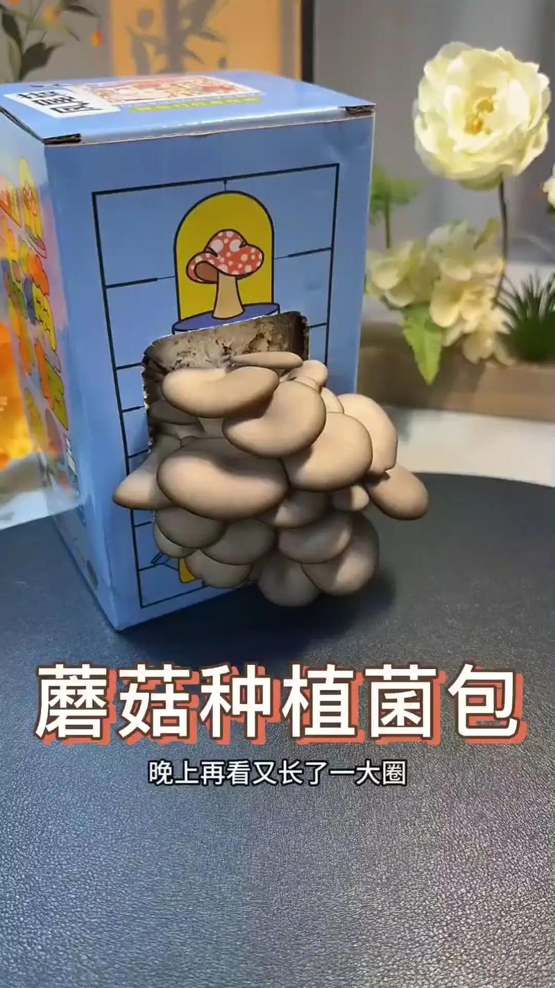 家里蘑菇怎么种？新手也能学会吗？-图3