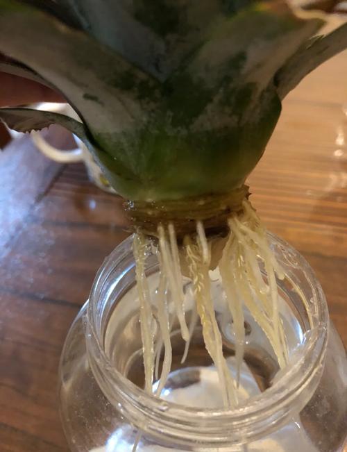 浙江菠萝种植技术要点有哪些？-图1