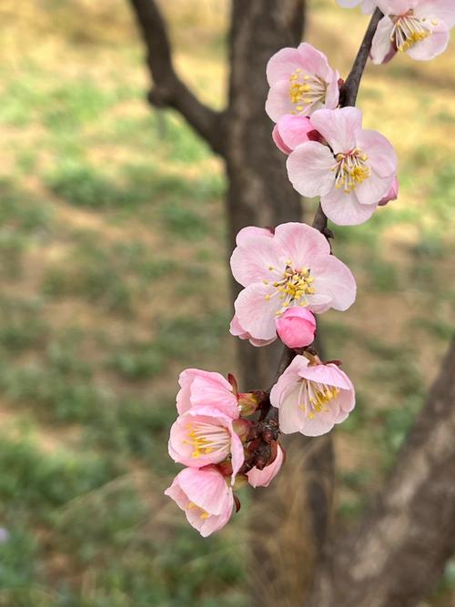 哪种杏树开花最好看?-图3 哪种杏树开花最好看?-图3