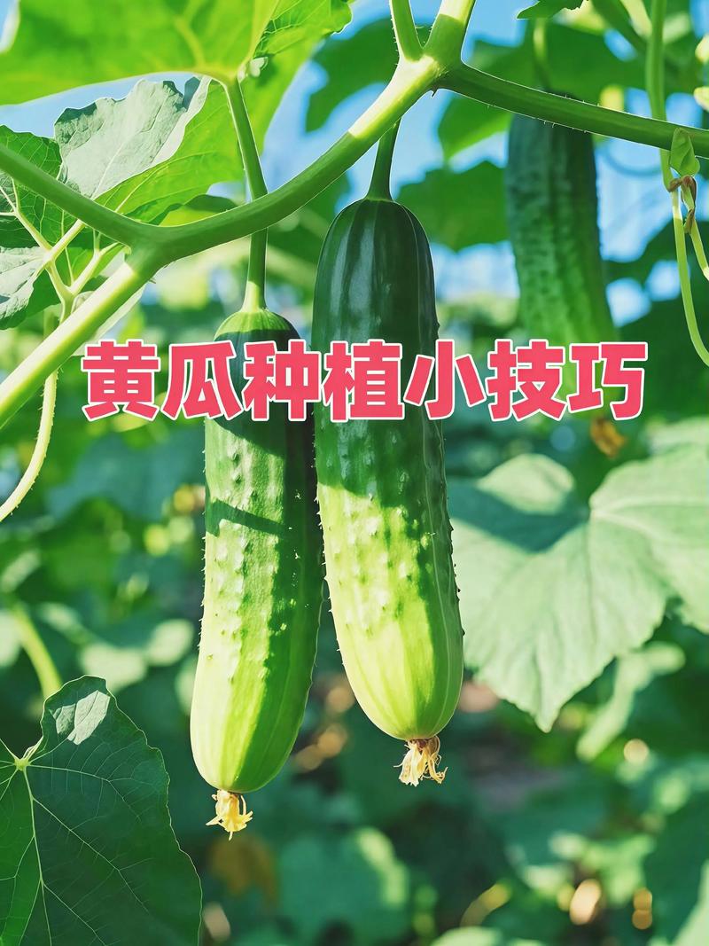 水果黄瓜种植技术视频怎么学?-图3 水果黄瓜种植技术视频怎么学?-图3