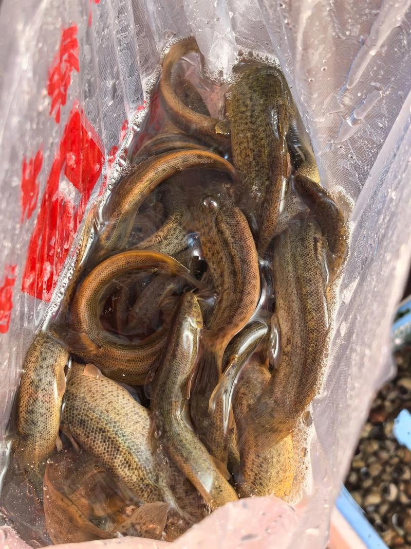 上海泥鳅价格最新行情怎么样?-图2 上海泥鳅价格最新行情怎么样?-图2