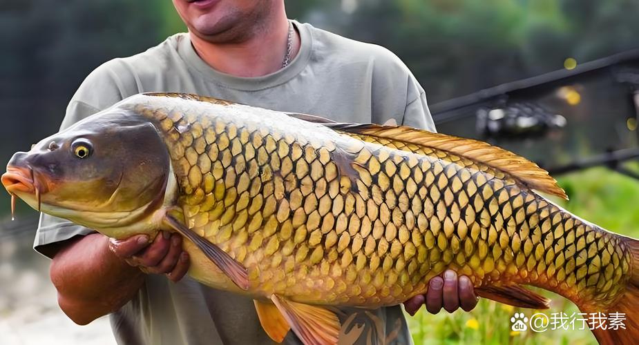 鲤鱼哪个品种长得最快?-图3 鲤鱼哪个品种长得最快?-图3