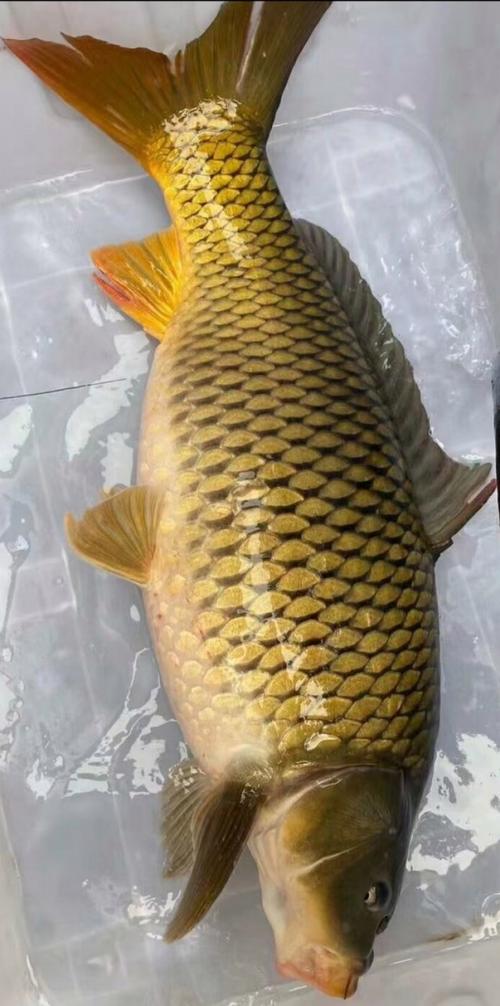 鲤鱼哪个品种长得最快?-图2 鲤鱼哪个品种长得最快?-图2