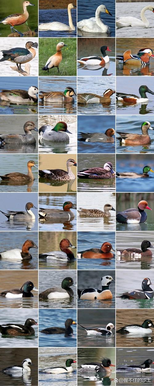鸭子品种有哪些?图片里能看全吗?-图1 鸭子品种有哪些?图片里能看全吗?-图1