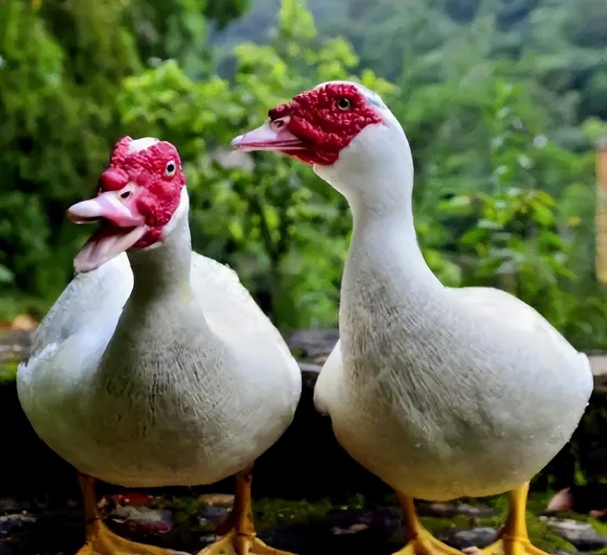 鸭子品种有哪些?图片里能看全吗?-图3 鸭子品种有哪些?图片里能看全吗?-图3