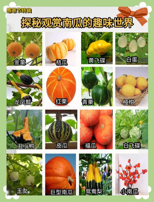 南瓜品种有哪些?图片如何区分?-图1 南瓜品种有哪些?图片如何区分?-图1