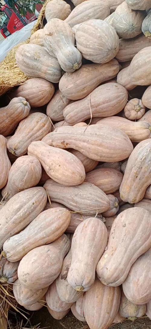 南瓜品种有哪些?图片如何区分?-图2 南瓜品种有哪些?图片如何区分?-图2