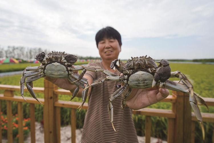 水稻养蟹技术视频怎么操作?-图1 水稻养蟹技术视频怎么操作?-图1