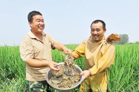 水稻养蟹技术视频怎么操作?-图2 水稻养蟹技术视频怎么操作?-图2