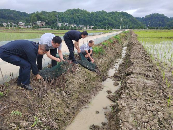 水稻养蟹技术视频怎么操作?-图3 水稻养蟹技术视频怎么操作?-图3
