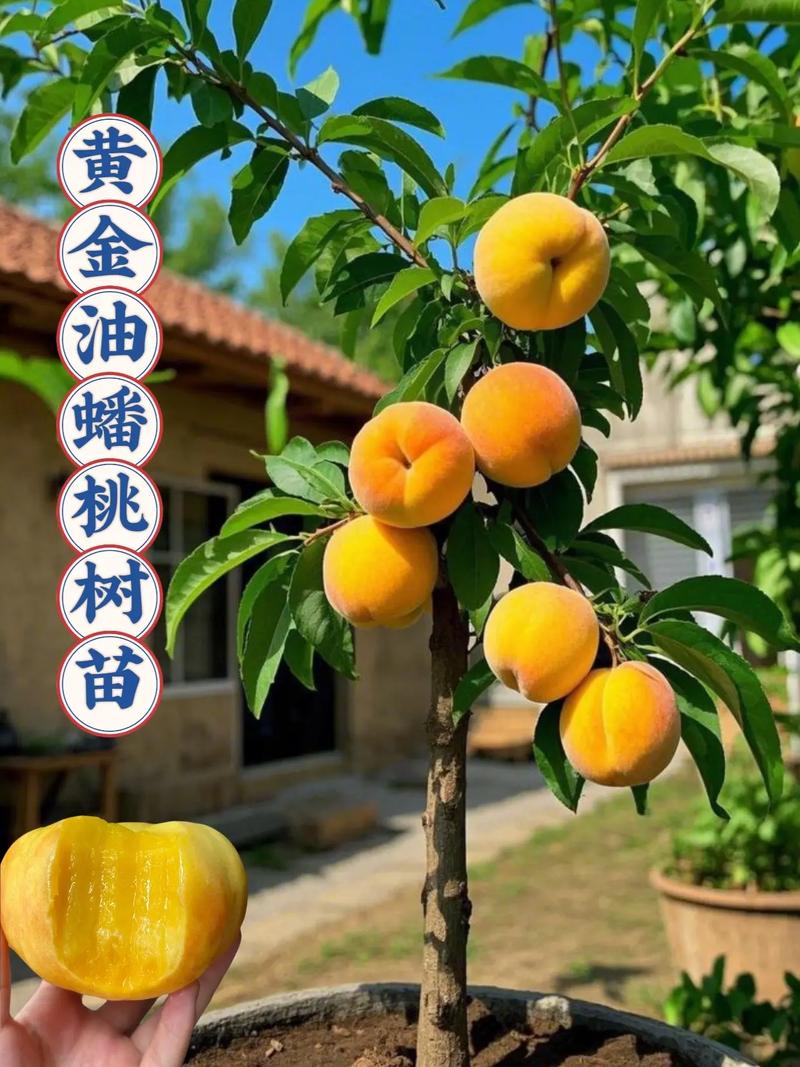 桃树一棵能嫁接几个品种？-图1