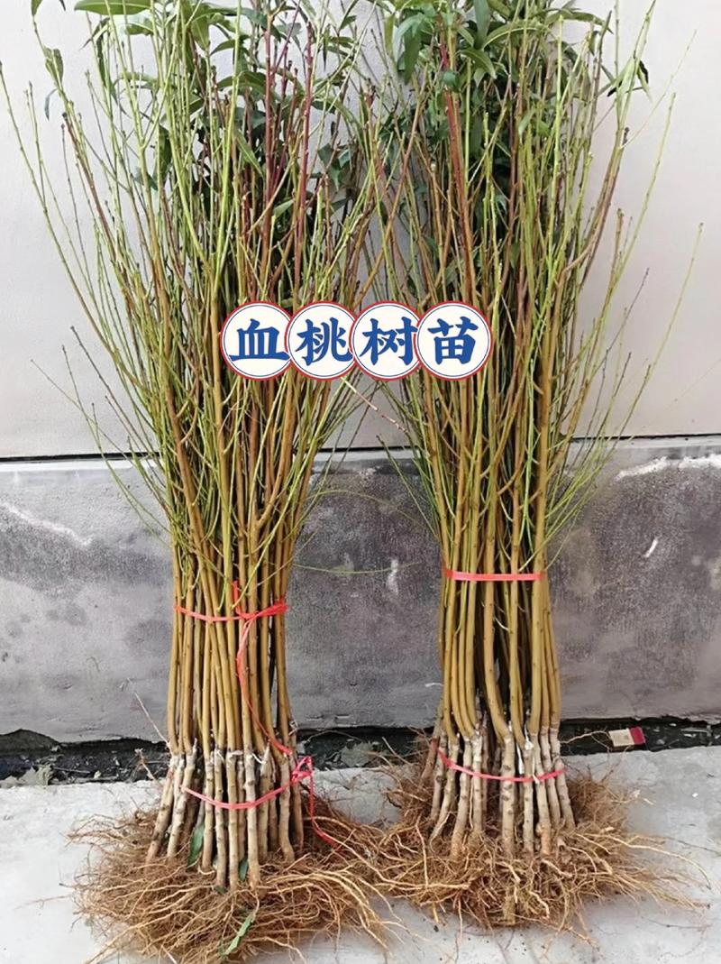 桃树一棵能嫁接几个品种？-图2