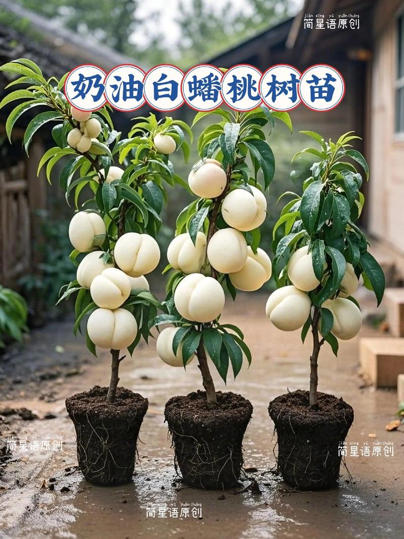 桃树一棵能嫁接几个品种？-图3