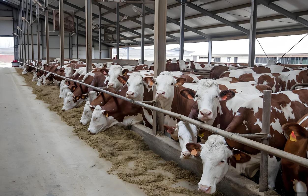 东北养牛技术视频哪里能看？-图1