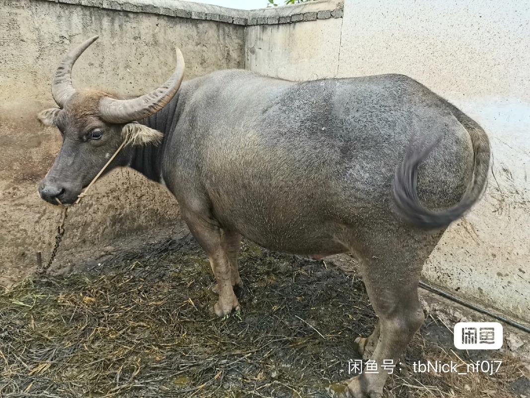 水牛品种中个头最大的是哪个？-图1