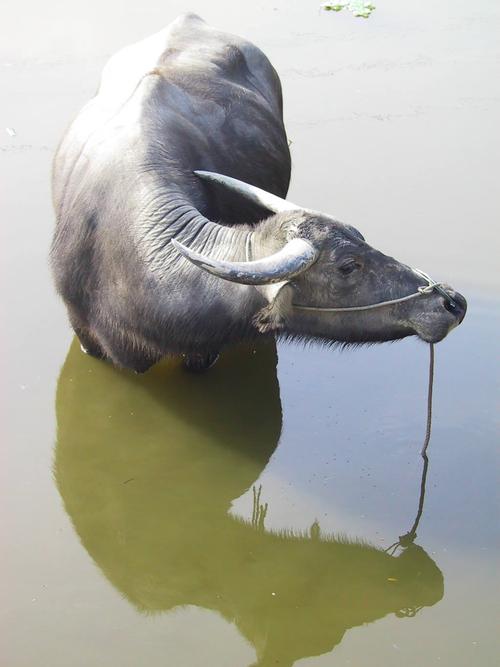 水牛品种中个头最大的是哪个？-图2