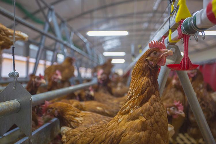 蛋鸡小鸡养殖视频,新手如何快速上手?-图1 蛋鸡小鸡养殖视频,新手如何快速上手?-图1