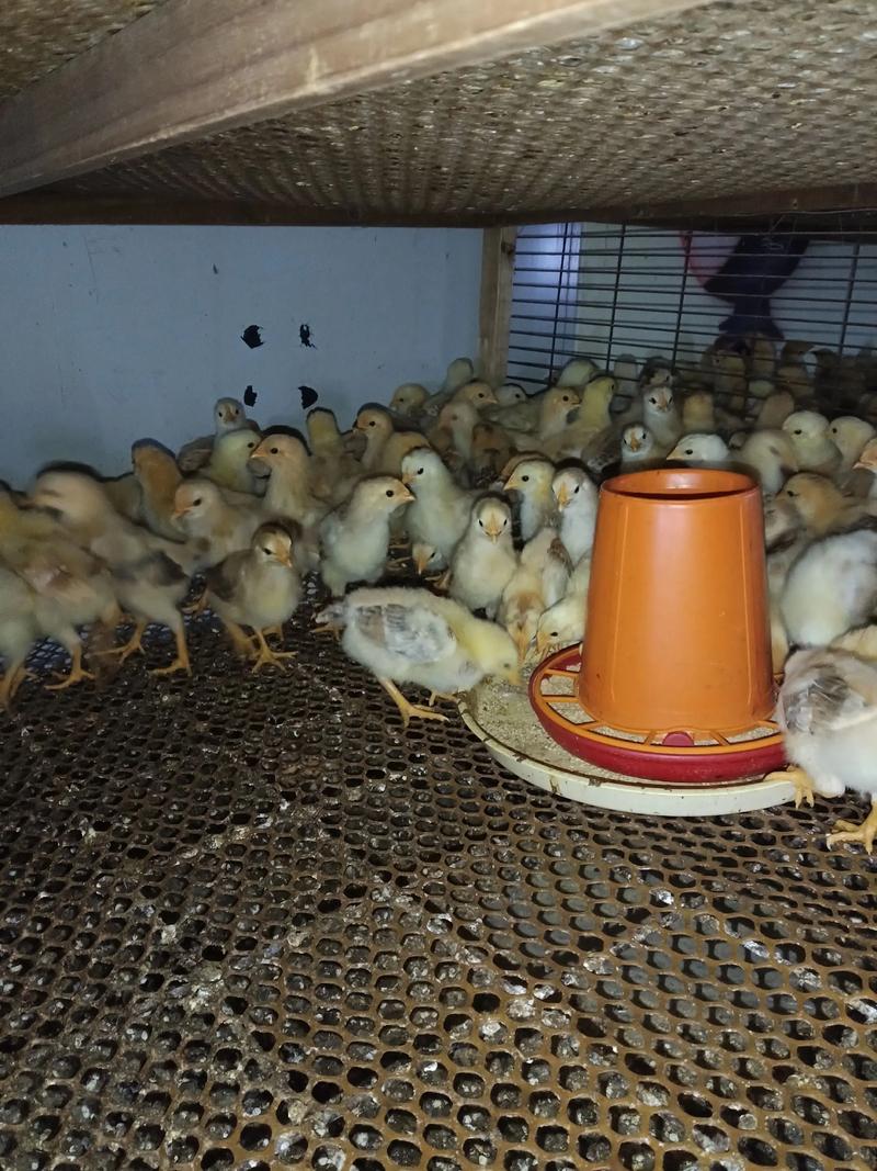 蛋鸡小鸡养殖视频,新手如何快速上手?-图2 蛋鸡小鸡养殖视频,新手如何快速上手?-图2