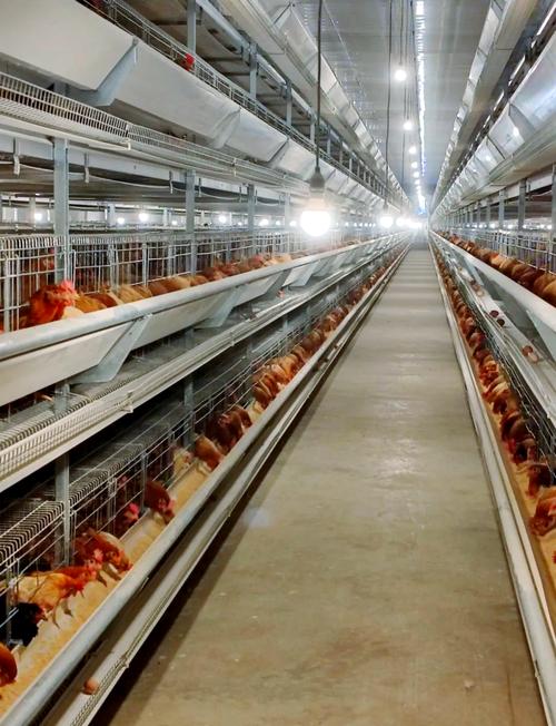 蛋鸡小鸡养殖视频,新手如何快速上手?-图3 蛋鸡小鸡养殖视频,新手如何快速上手?-图3