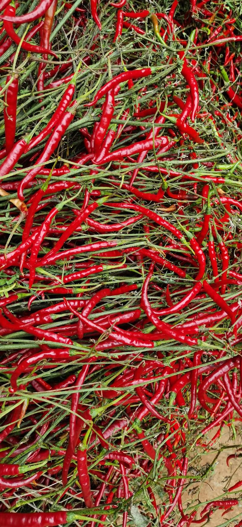 红色辣椒品种有多少？-图1