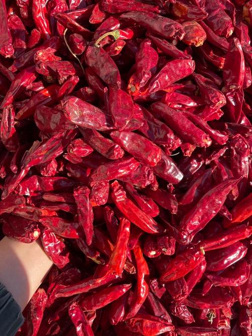 红色辣椒品种有多少？-图2