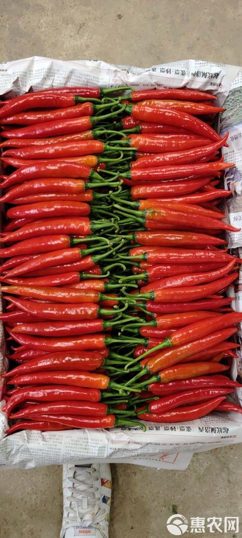 红色辣椒品种有多少？-图3