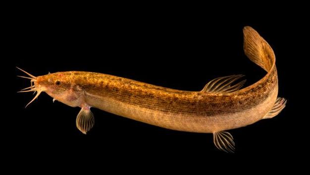 台湾泥鳅重庆今日价格-图2