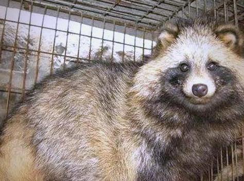 貉子快速养殖技术视频,关键点有哪些?-图1 貉子快速养殖技术视频,关键点有哪些?-图1