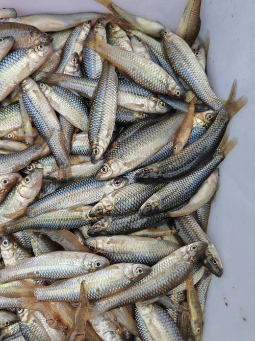 常见水产养殖品种有哪些？-图2