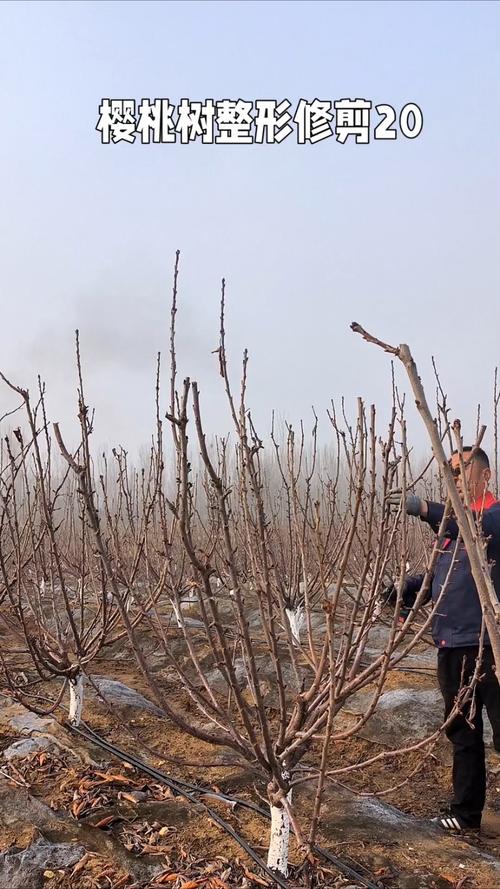 种植樱桃修剪技术视频-图1