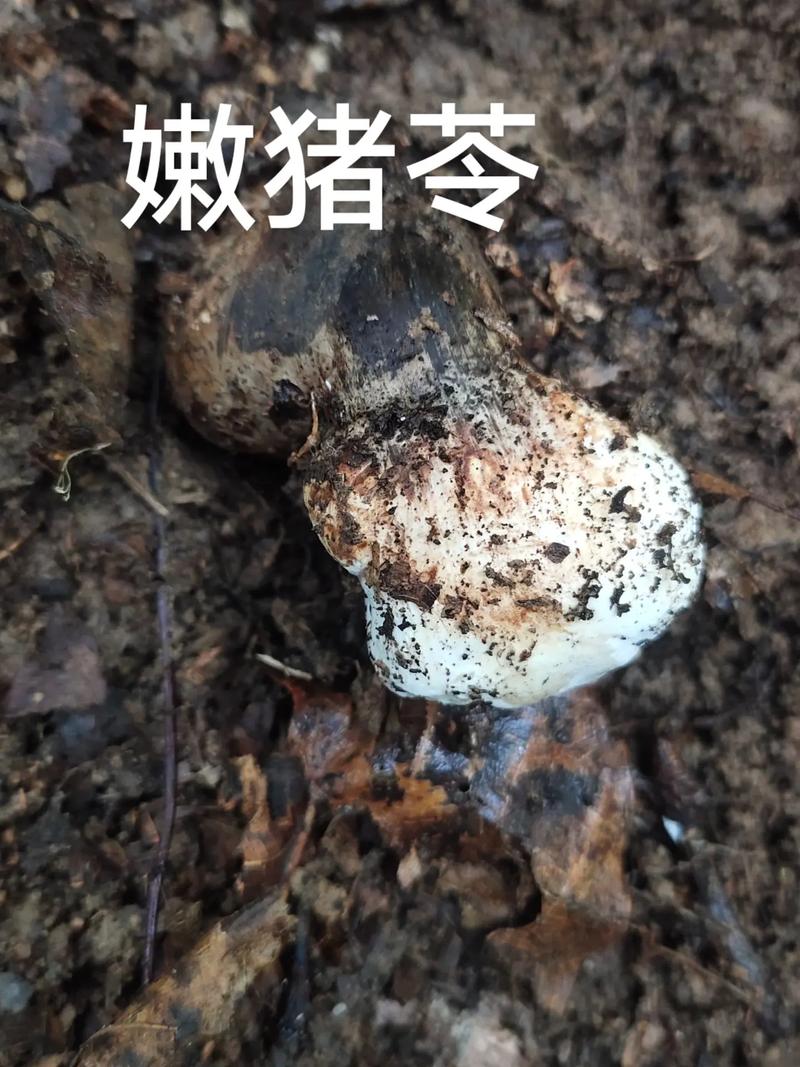 猪苓高产种植技术有哪些关键要点？-图2