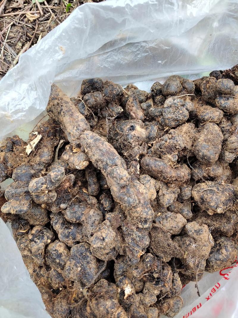 猪苓高产种植技术有哪些关键要点？-图3