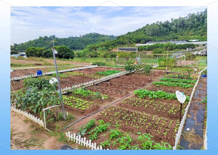 农村种蔬菜哪些品种合适？-图1