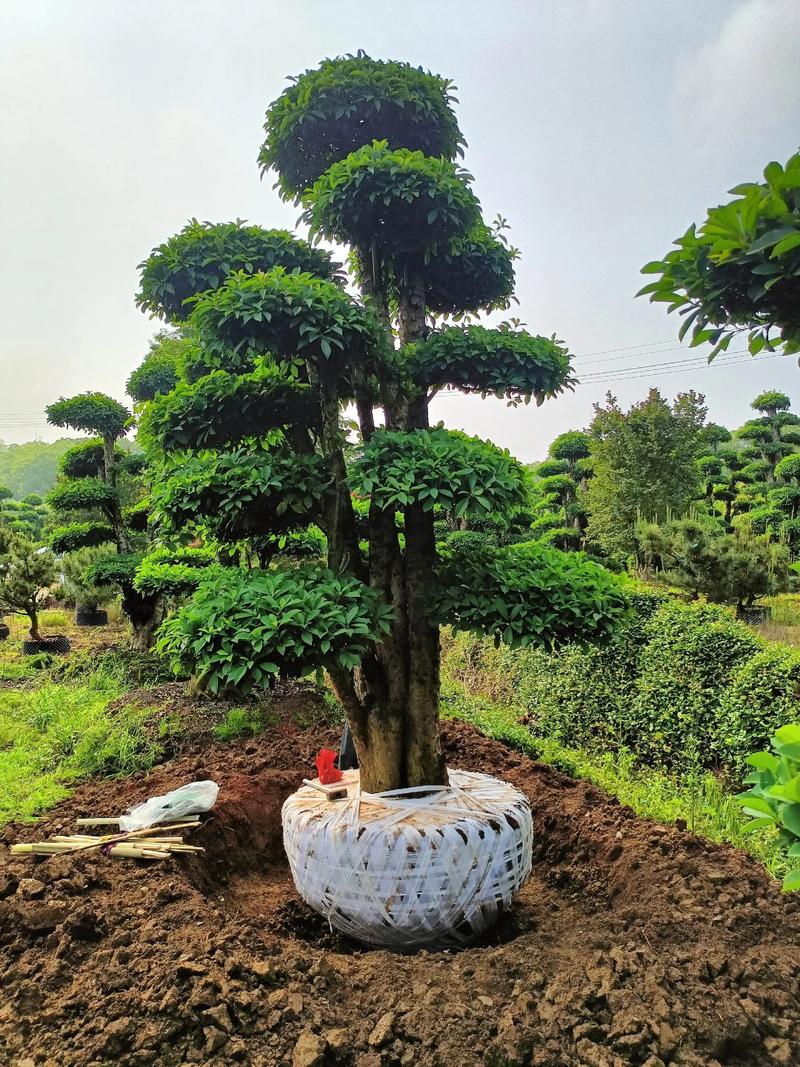 庭院常见树木品种有哪些?-图1 庭院常见树木品种有哪些?-图1