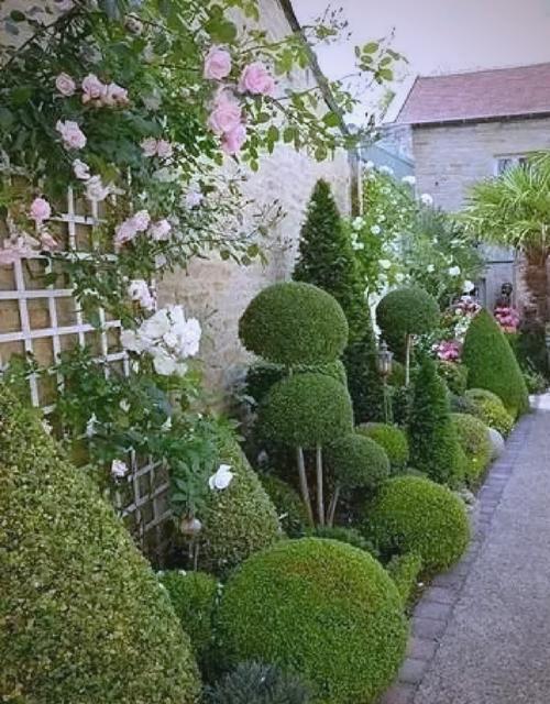 庭院常见树木品种有哪些?-图2 庭院常见树木品种有哪些?-图2