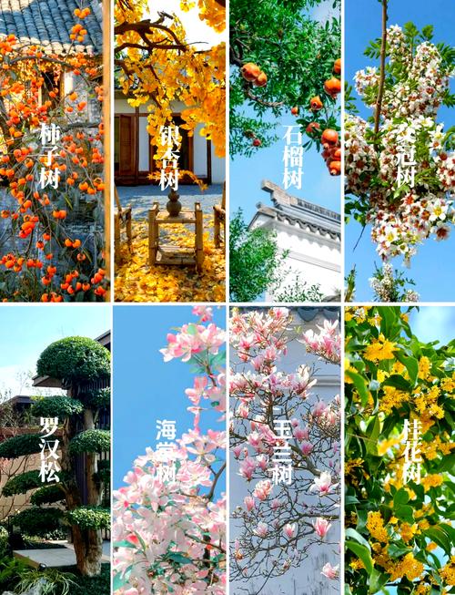 庭院常见树木品种有哪些?-图3 庭院常见树木品种有哪些?-图3