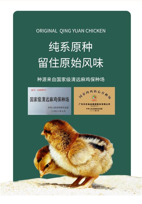 养殖土鸡全套技术光盘内容有哪些？-图2