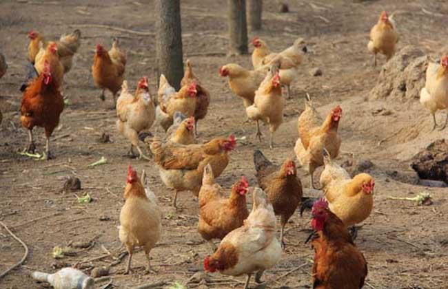 养殖土鸡全套技术光盘内容有哪些？-图3