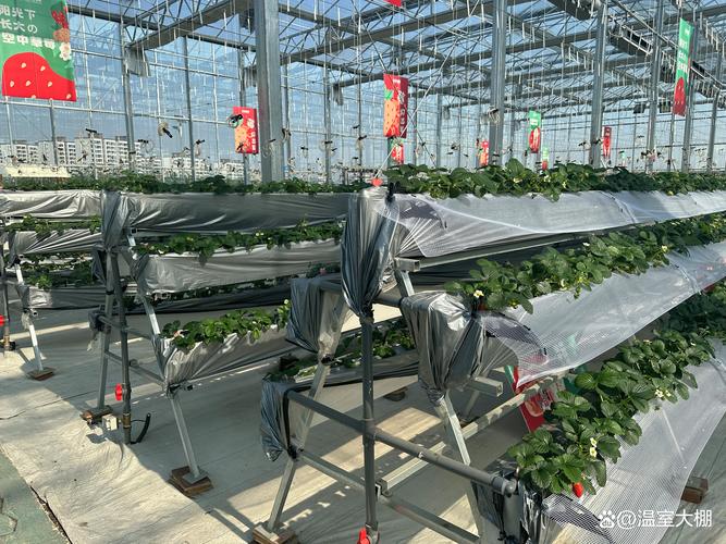 家庭小型大棚种菜，新手怎么快速上手？-图2