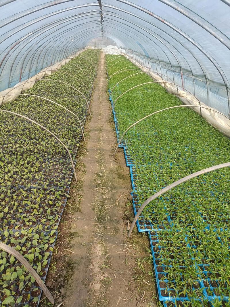 家庭小型大棚种菜，新手怎么快速上手？-图1