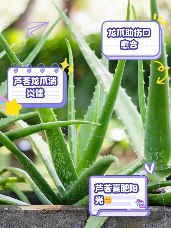 芦荟品种到底有多少？常见名称有哪些？-图1