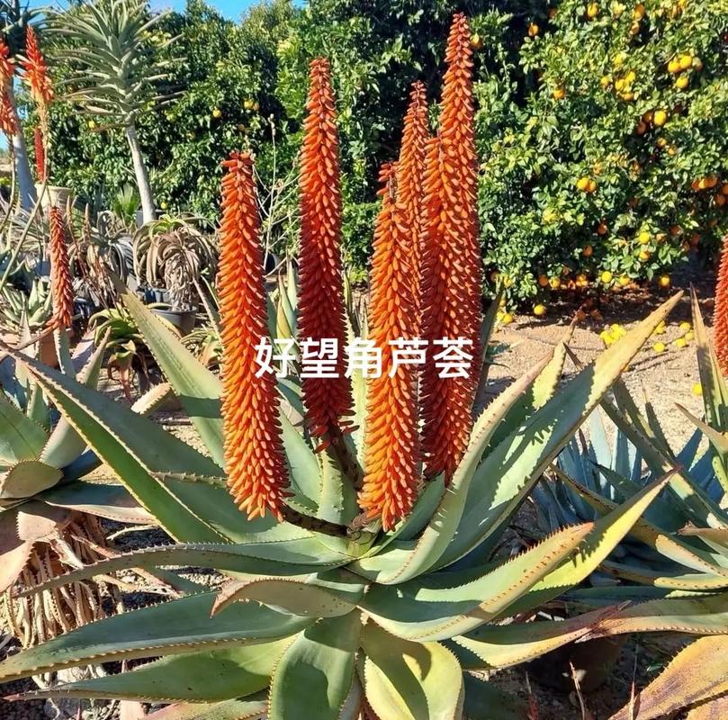 芦荟品种到底有多少？常见名称有哪些？-图2