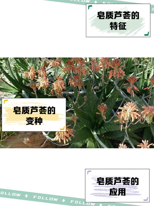 芦荟品种到底有多少？常见名称有哪些？-图3