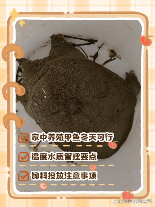 冬季甲鱼养殖技术要点有哪些？-图1