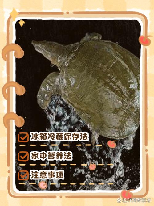冬季甲鱼养殖技术要点有哪些？-图3