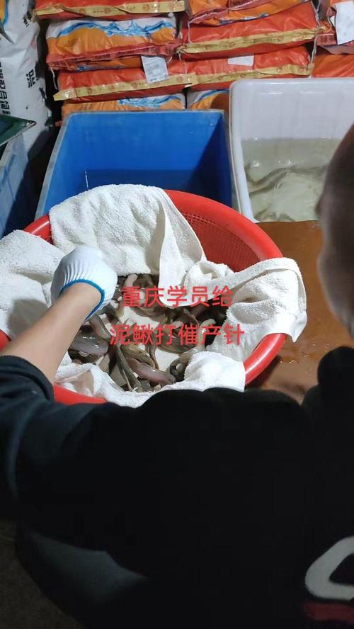 人工泥鳅孵化技术视频怎么学？关键步骤有哪些？-图3